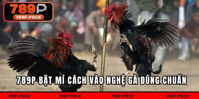 789P bật mí cách vào nghệ gà đúng chuẩn