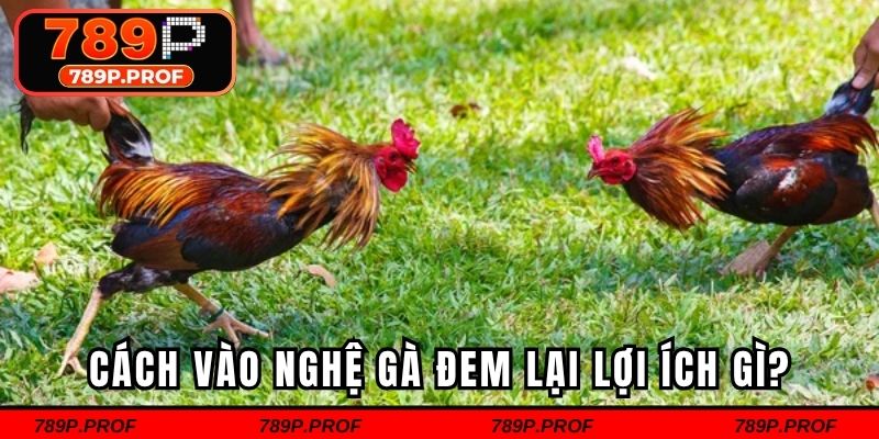 Cách vào nghệ gà đem lại lợi ích gì?
