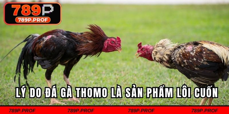 Lý do đá gà Thomo là sản phẩm lôi cuốn