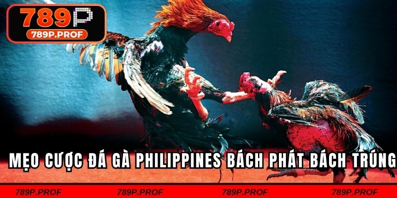Mẹo cược đá gà Philippines bách phát bách trúng