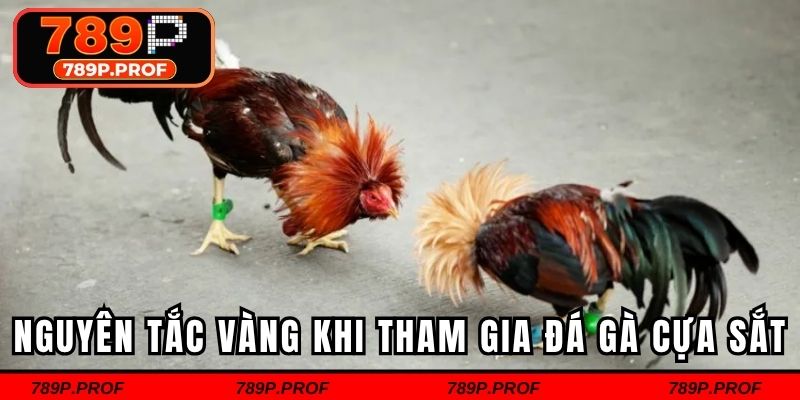 Nguyên tắc vàng khi tham gia đá gà cựa sắt