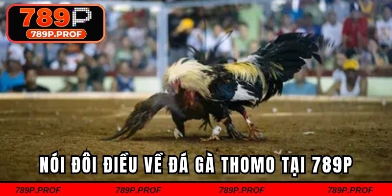 Nói đôi điều về đá gà Thomo tại 789P