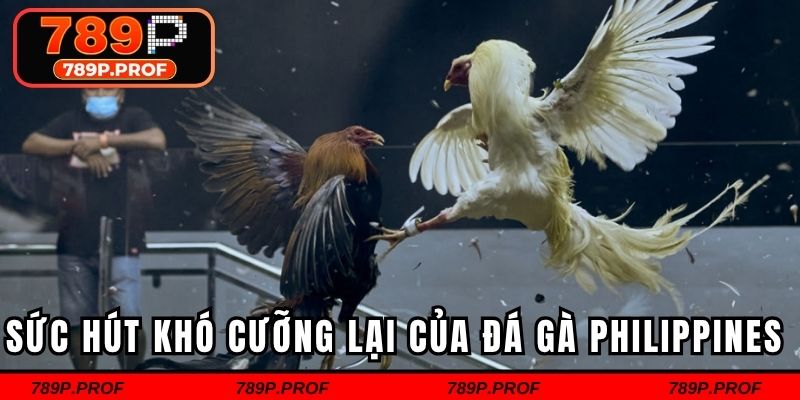 Sức hút khó cưỡng lại của đá gà Philippines
