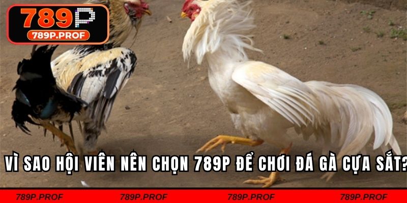 Vì sao hội viên nên chọn 789P để chơi đá gà cựa sắt?